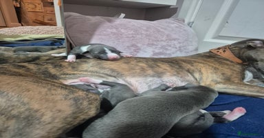 Whippet dogs - Advert 7