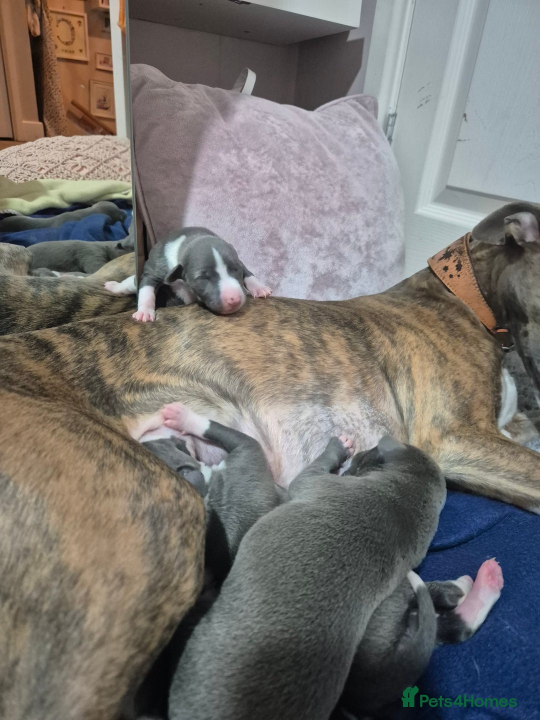 Whippet dogs for sale: Stunning KC Registered Blue Whippet Puppies - Image 3
