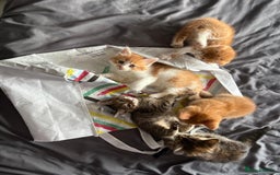 Mixed Breed cats for sale: 5 kittens looking for their forever homes  - Image 16