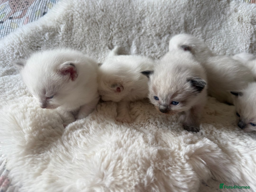 Ragdoll cats for sale: Beautiful litter of Ragdoll baby’s!  - Image 12