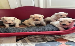 Mixed Breed dogs for sale: Gorgeous Bichon Frise x Maltese Puppies - Image 8