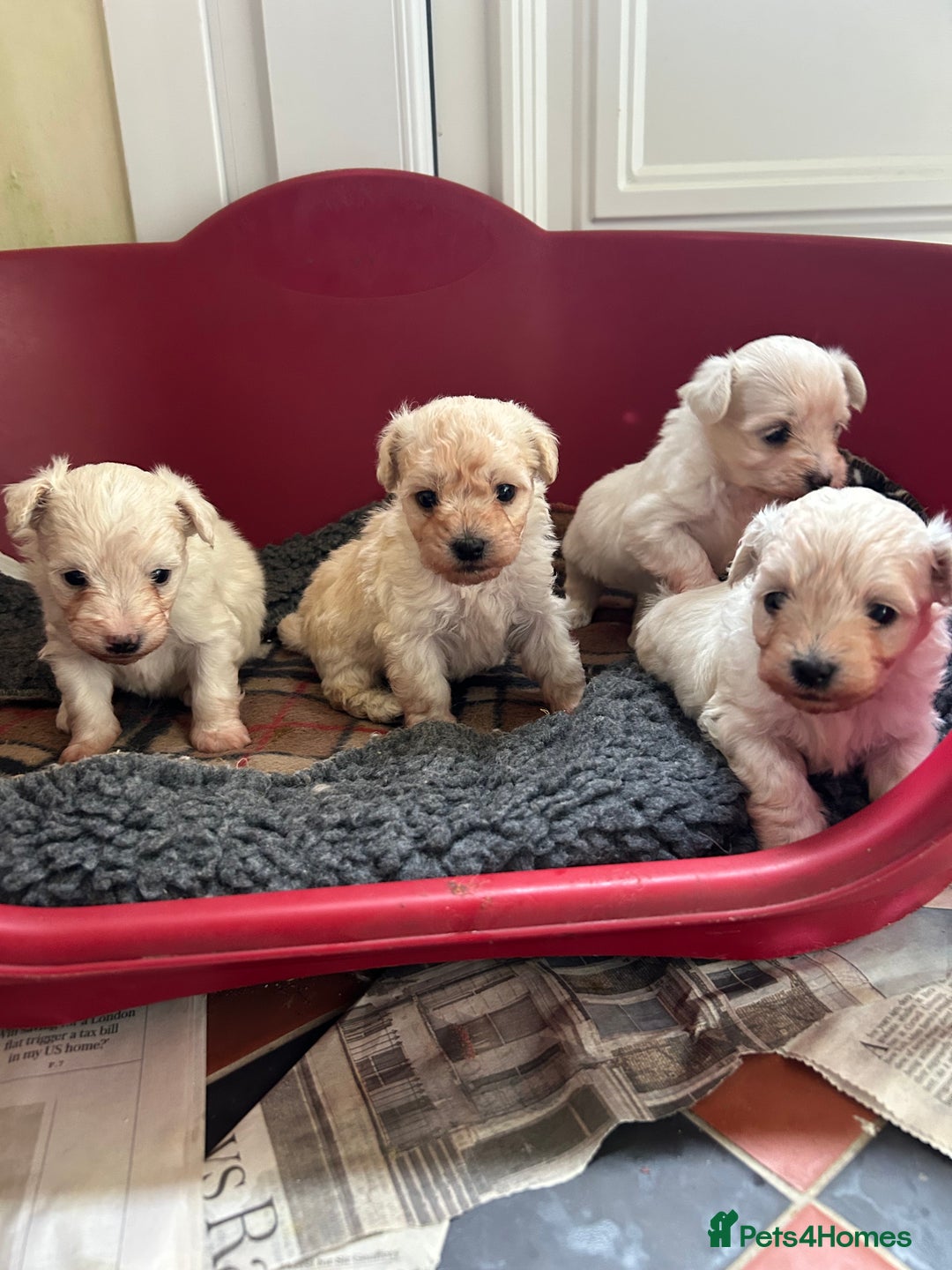 Mixed Breed dogs for sale: Gorgeous Bichon Frise x Maltese Puppies - Image 8