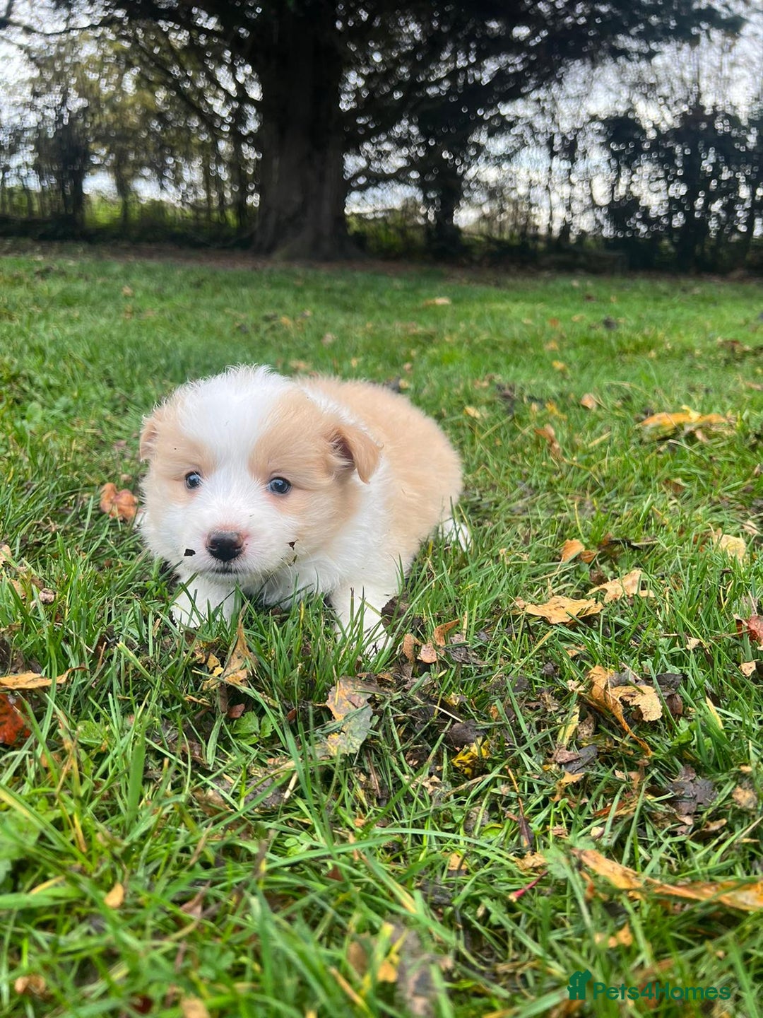 Border Collie dogs for sale: Pure Bred Border Collie Puppies For Sale - Image 19