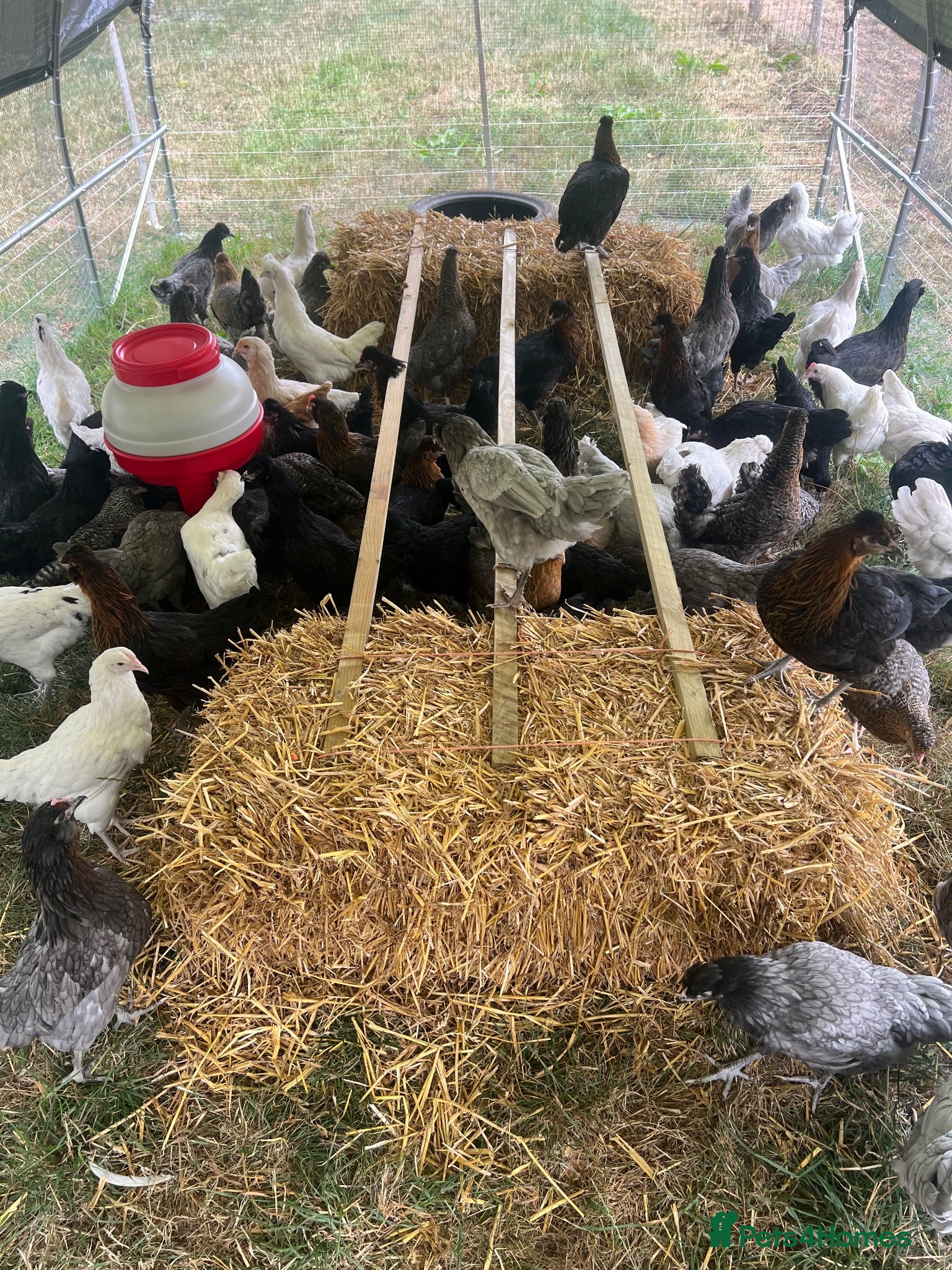 Chickens poultry for sale: Point of lay hybrid hens  - Advert 1