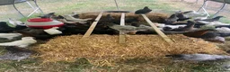 Chickens poultry for sale: Point of lay hybrid hens  - Advert 1