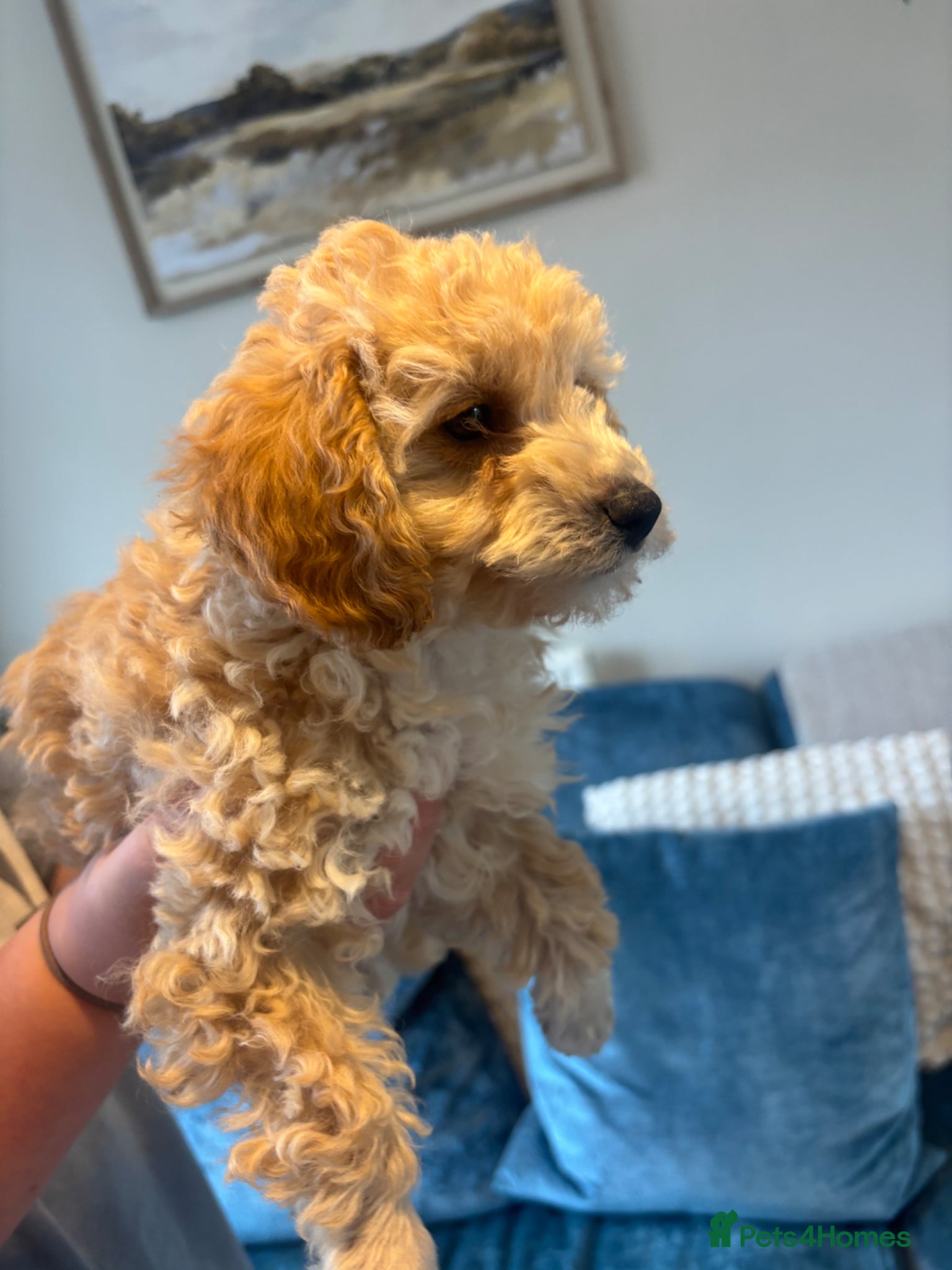 Toy Poodle dogs Litter of 2 beautiful Apricot girls  - Advert 15