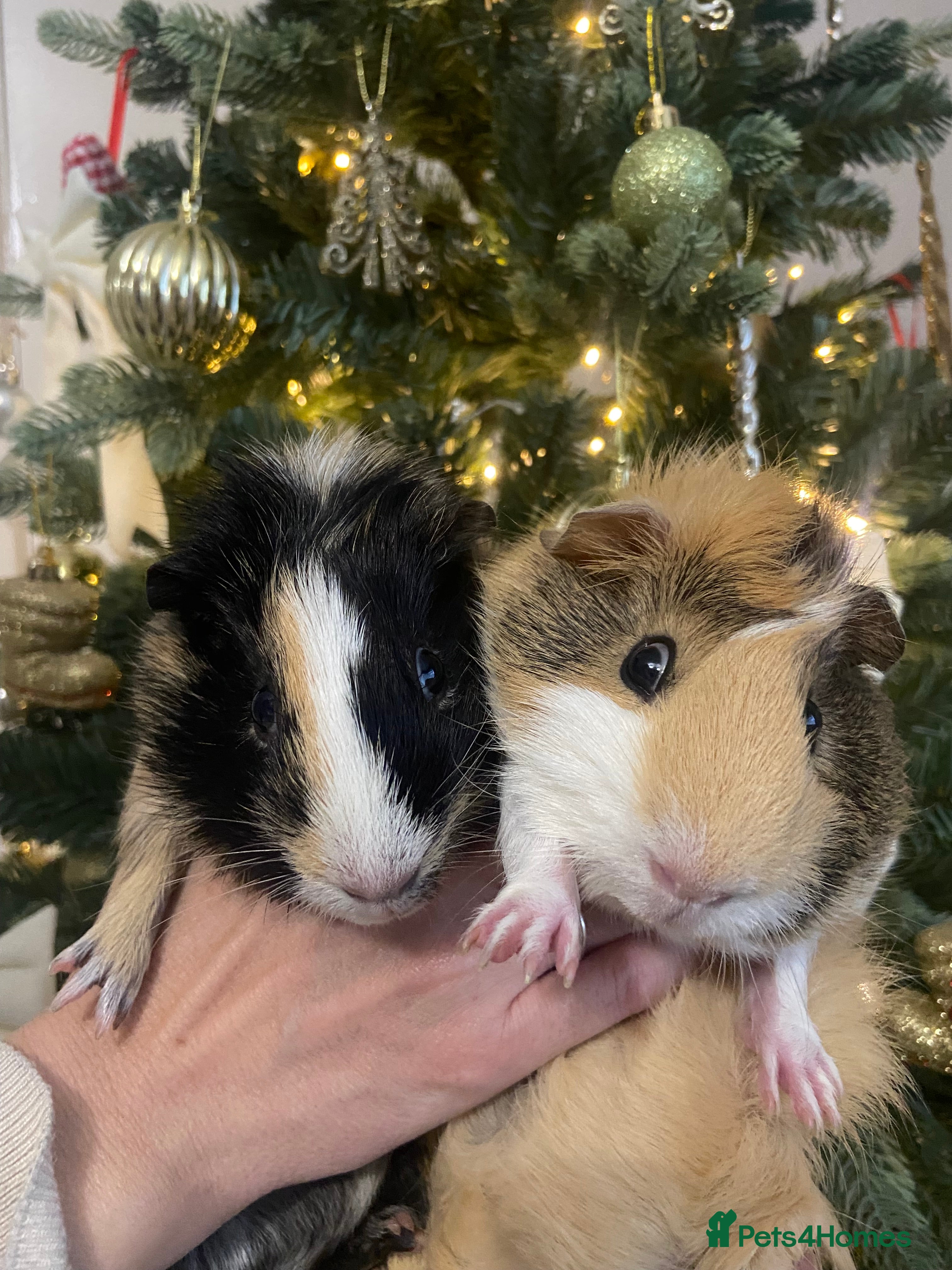 Guinea Pig rodents  2 bonded male Guinea pigs  - Advert 12
