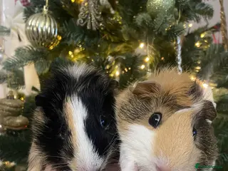 Guinea Pig rodents 2 bonded male Guinea pigs - Advert 12