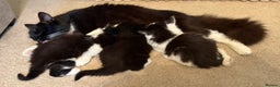 Mixed Breed cats for sale: Fluffy gorgeous mix of kittens - Advert 8
