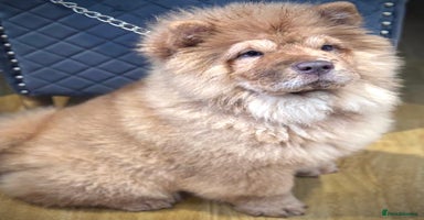 Chow Chow dogs - Advert 5