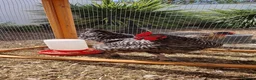 Chickens poultry for sale: Young cockerel 14 weeks  - Advert 4