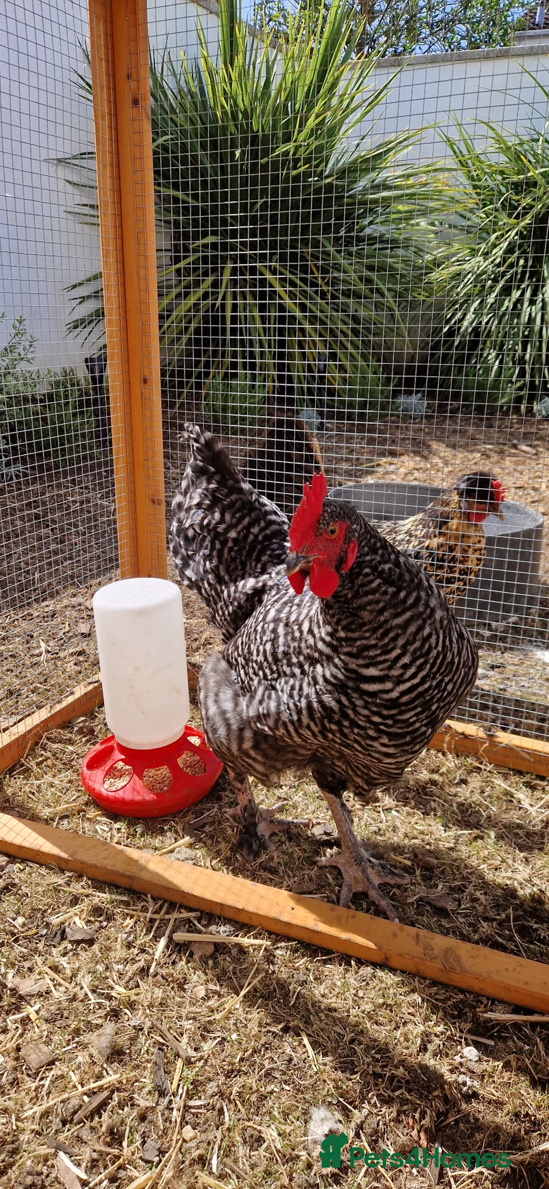 Chickens poultry for sale: Young cockerel 14 weeks  - Advert 4