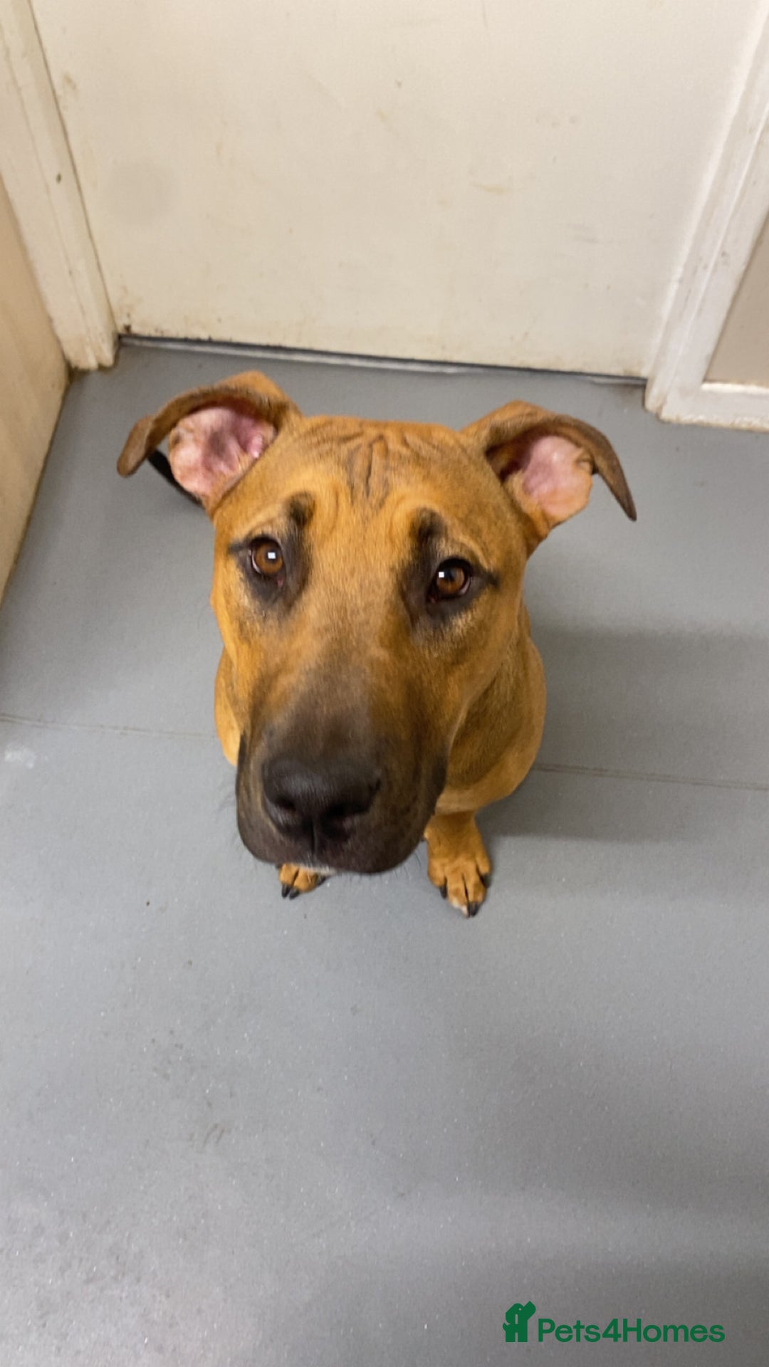 Mixed Breed dogs for sale: Dog for sale  - Advert 1