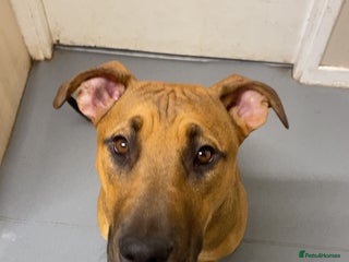 Mixed Breed dogs Dog for sale - Advert 4