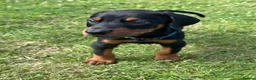 Dobermann dogs for sale: Champion Bloodline Doberman Puppies - Advert 30