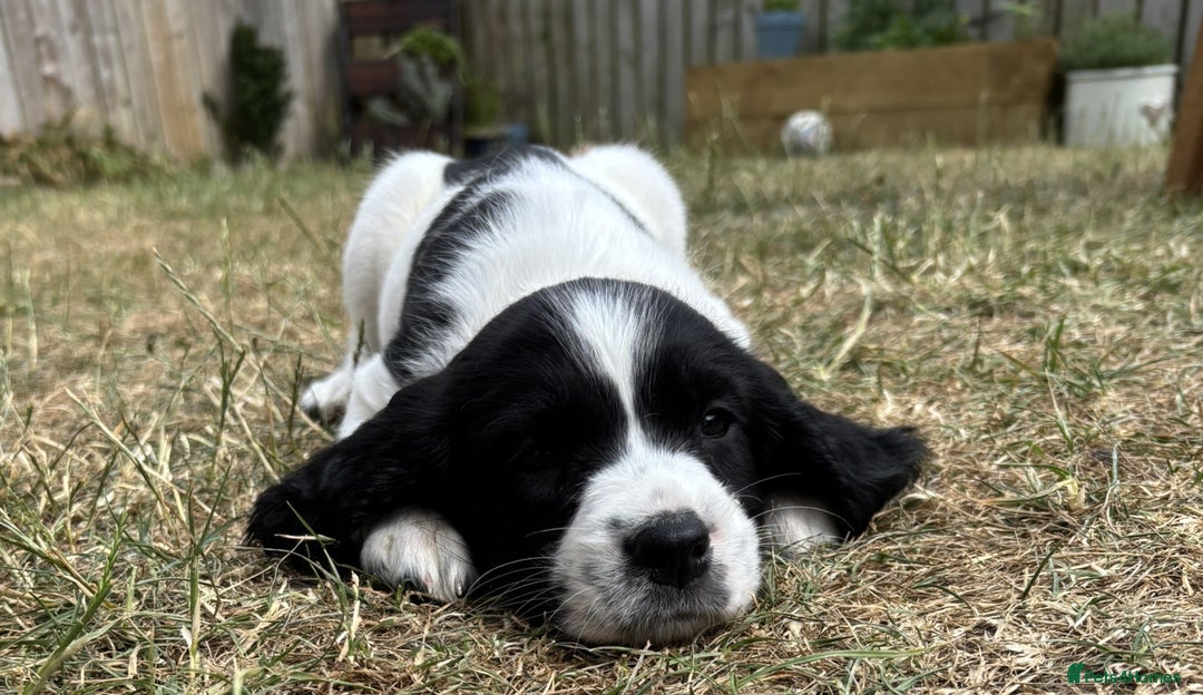 English Springer Spaniel dogs for sale: Gorgeous KC Registered Springer Spaniel Puppies in Thirsk - Image 24