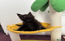 Maine Coon cats for sale: ✨7 Pure Bred Maine Coon Kittens✨ - Image 11