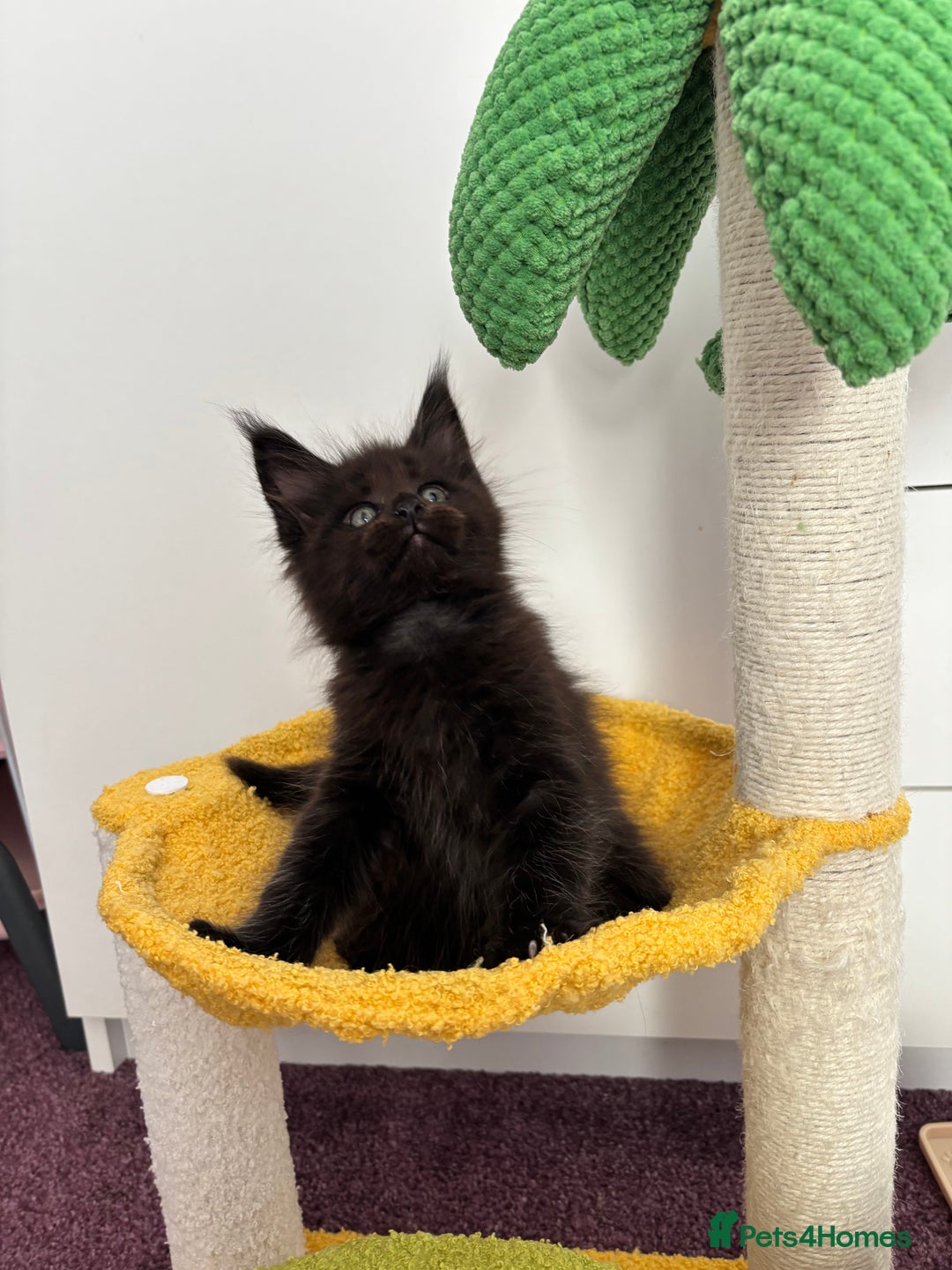 Maine Coon cats for sale: ✨7 Pure Bred Maine Coon Kittens✨ - Image 11