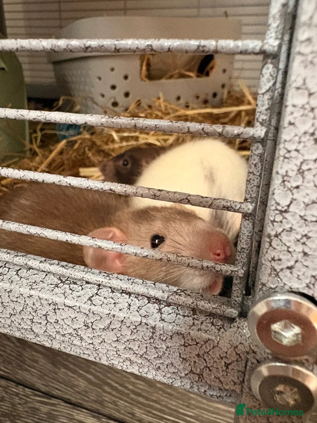 Rat rodents for sale: Two dumbo rats for sale  in Whitley Bay - Advert 2