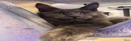 Maine Coon cats for sale: 💙*🦁*BLUE MAINE COON*💎*KITTENS*🦁*💙 - Advert 11