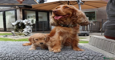 Cockapoo dogs - Advert 14