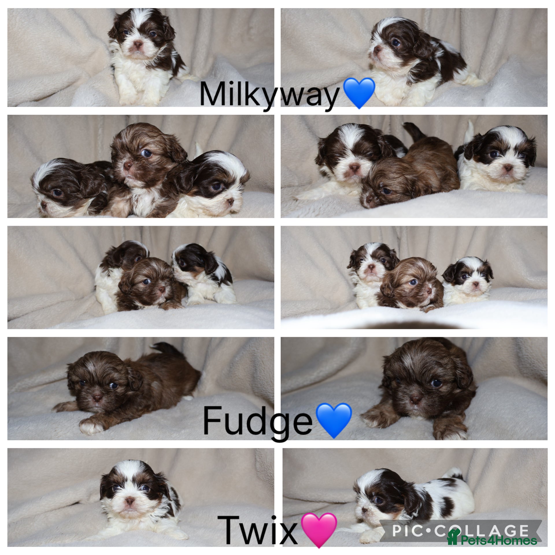 Shih Tzu dogs ✨CHOC DOBBIE IMPERIALS CARRYING BLUE✨ - Advert 4