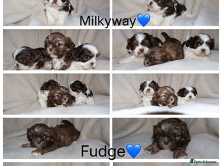 Shih Tzu dogs ✨CHOC DOBBIE IMPERIALS CARRYING BLUE✨ - Advert 4