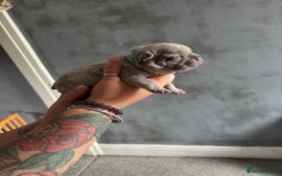French Bulldog dogs for sale: Lilac Merle and Cream ghost Merle  in Stoke-on-Trent - Image 18