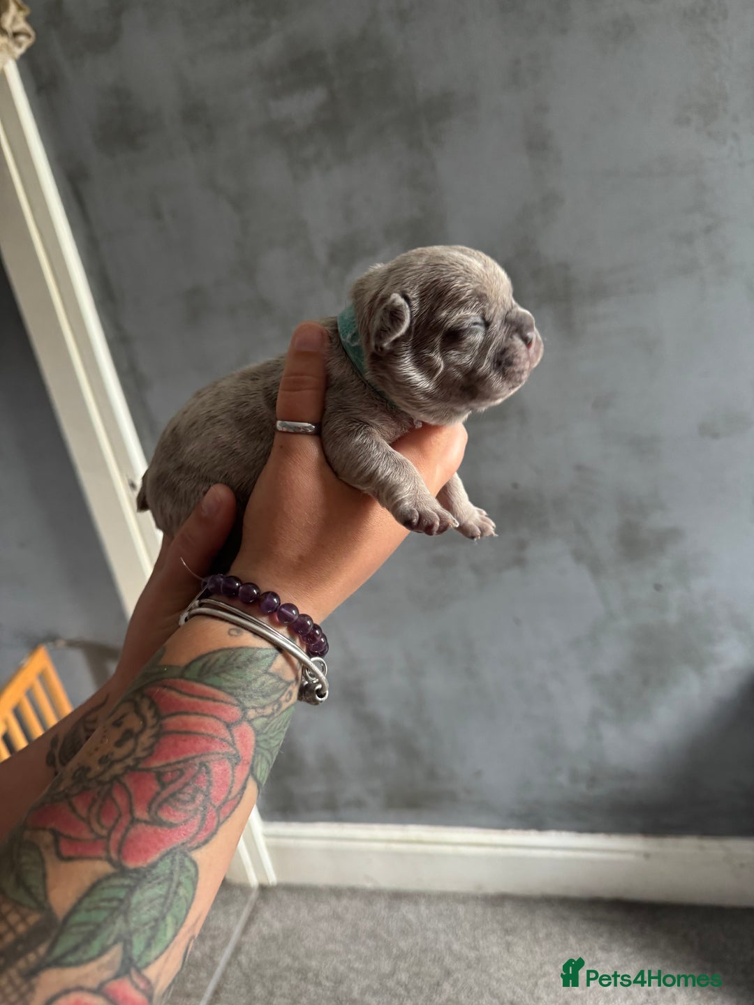 French Bulldog dogs for sale: Lilac Merle and Cream ghost Merle  in Stoke-on-Trent - Image 18