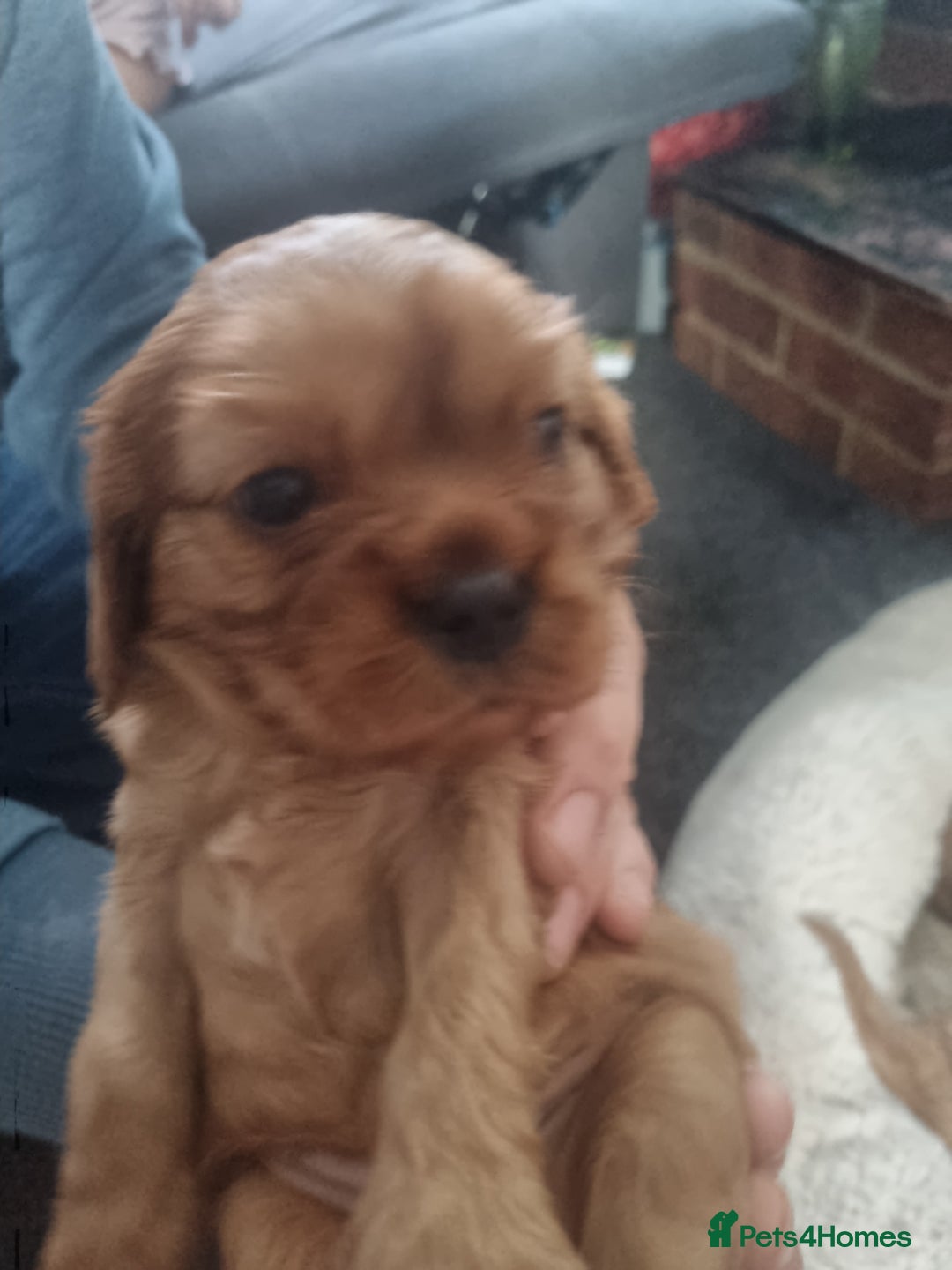 Cavalier King Charles Spaniel dogs for sale: Beautiful toy ruby King charles cavalier puppies. - Advert 10