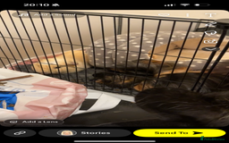 Guinea Pig rodents for sale: 2 gorgeous male guinea pigs  - Image 4