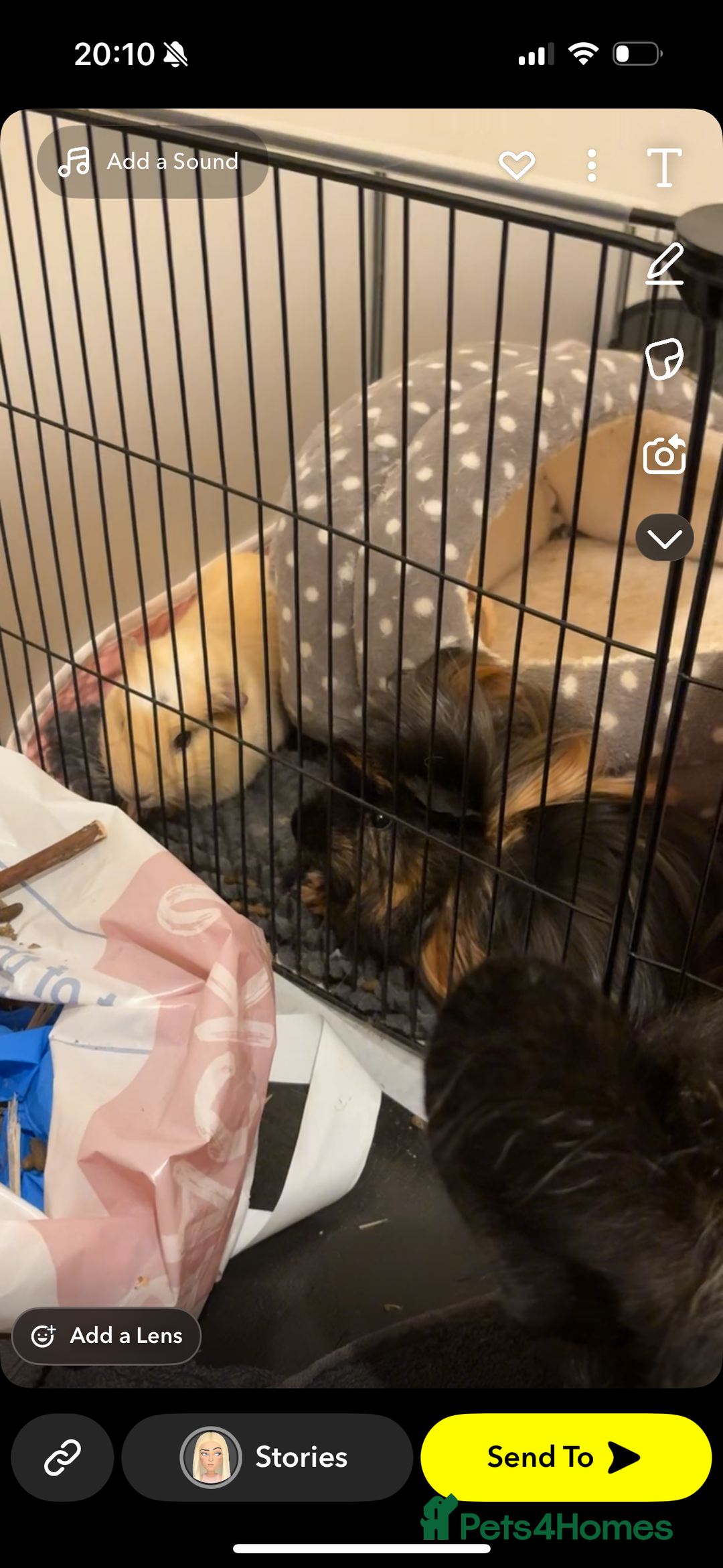 Guinea Pig rodents for sale: 2 gorgeous male guinea pigs  - Image 4