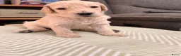 Goldendoodle dogs for sale: Goldendoodle Puppies - Advert 24