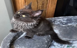 Maine Coon cats for sale:  Tica active registered Beauitful big kittens  in Wednesbury - Image 6
