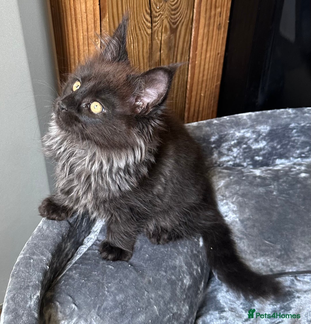 Maine Coon cats for sale:  Tica active registered Beauitful big kittens  in Wednesbury - Image 6