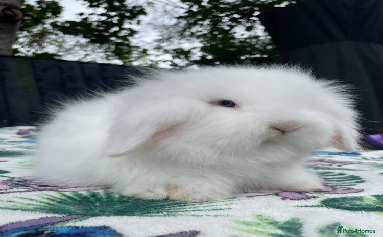 Mini Lion Lop rabbits - Advert 7