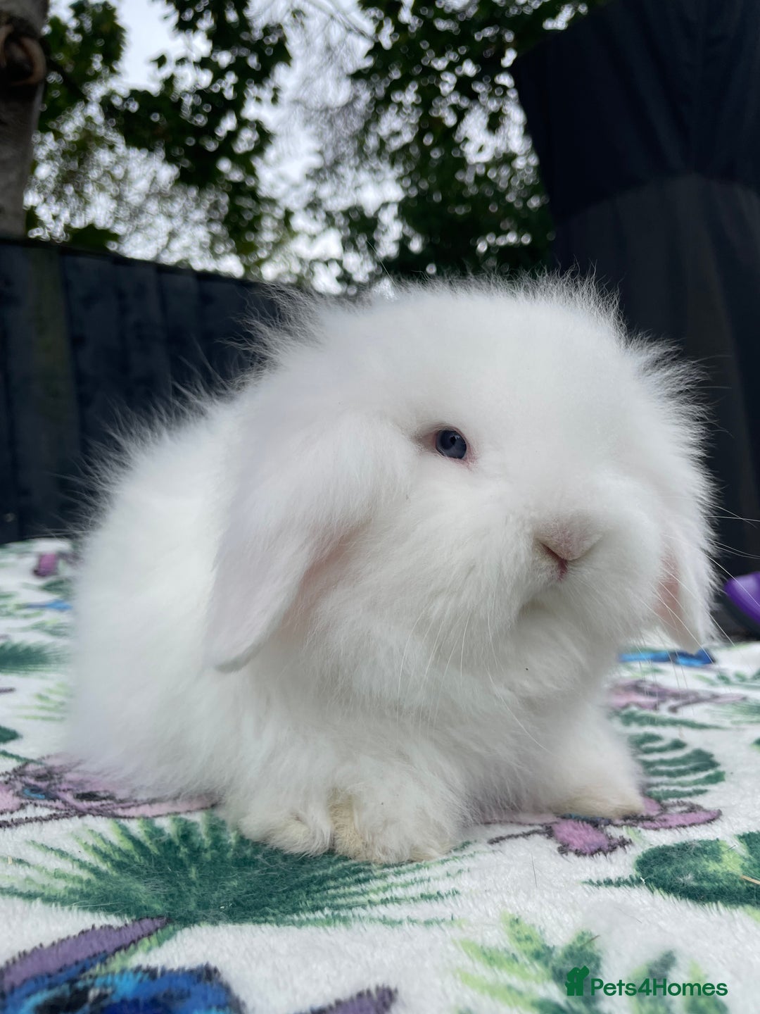 Mini Lion Lop rabbits for sale: Beautiful Teddywidder Boy - Image 1
