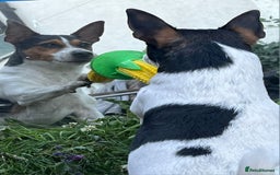 Jack Russell dogs for stud: Stud  - Image 7