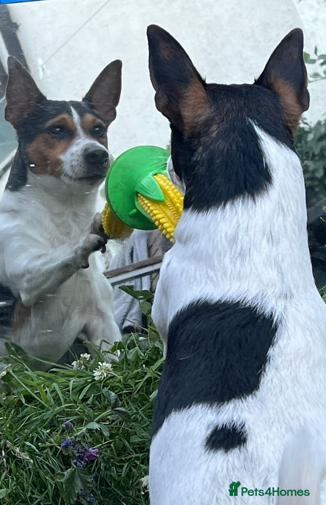 Jack Russell dogs for stud: Stud  - Image 7