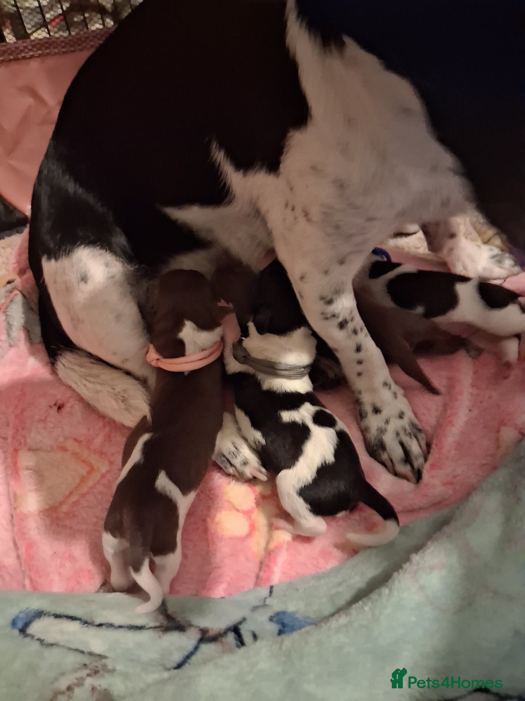 Mixed Breed dogs for sale: Jack Russell cross dachshund puppies  - Image 2