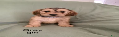 Cockapoo 2