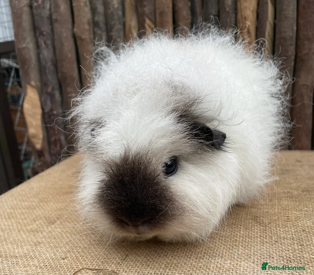 Guinea Pig rodents for sale: Cali Swiss sow - Advert 1