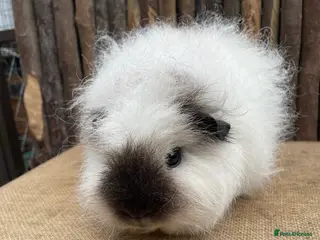 Guinea Pig rodents Cali Swiss sow - Advert 1