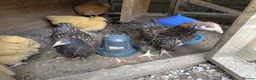 Chickens poultry for sale: Pair of young gold laced Orpingtons - Advert 3