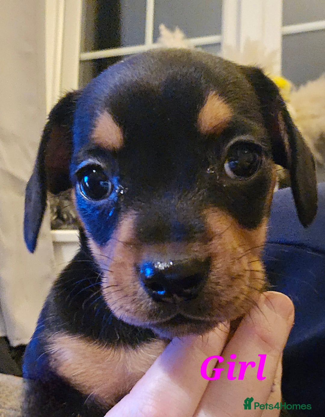 Mixed Breed dogs for sale: Frenchie x Miniature dachshund  - Advert 10