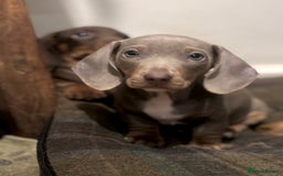 Miniature Dachshund dogs for sale: Gorgeous mini Dachshund Boys  - Image 2