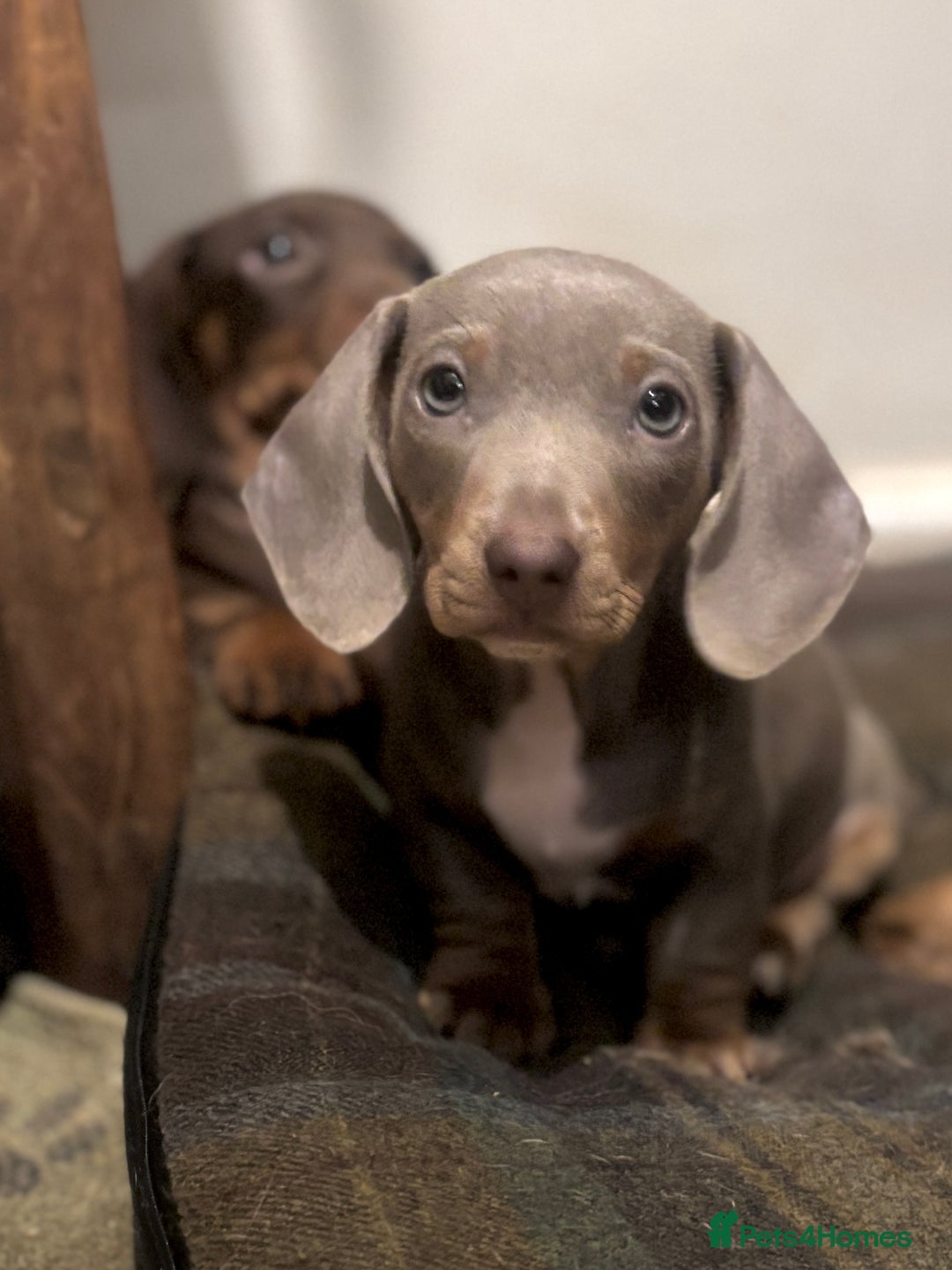 Miniature Dachshund dogs for sale: Gorgeous mini Dachshund Boys  - Image 2