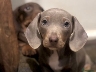 Miniature Dachshund dogs Gorgeous mini Dachshund Boys - Advert 8