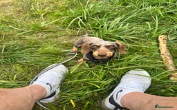 Miniature Dachshund dogs for sale: Miniature Daschund - Image 5
