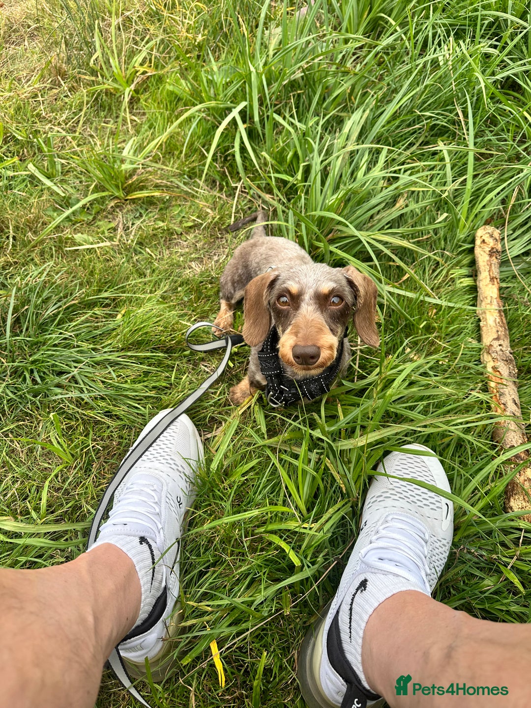 Miniature Dachshund dogs for sale: Miniature Daschund - Image 5